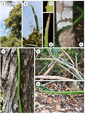 Mechanical Innovations of a Climbing Cactus: Functional Insights for a New Generation of Growing Robots
